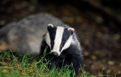 Despite Progress, TB May Not Be Eradicated in Ireland By 2030