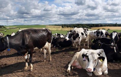 IFA Tells Oireachtas That Farmers Already Have Taken €100m Hit From Brexit