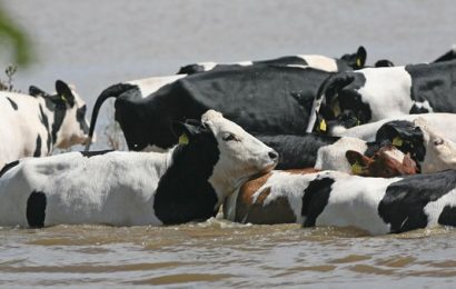 Mercosur Trade Bloc ‘Death Knell’ For Irish Beef Sector