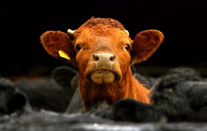 Preliminary Deal Agreed Between Beef Farmers and Irish Government