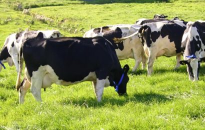 Creed Confirms New Talks About Beef Pricing to be Held Next Week