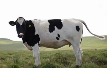 Industry Group Warns Northern Dairy Industry Could Be Wiped Out in No-Deal Brexit