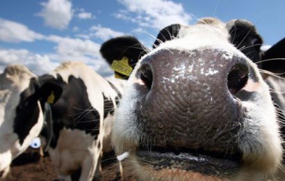 MPs Warned That No-Deal Brexit Would Be ‘Catastrophic’ For Farmers in The North MPs Warned That No-Deal Brexit Would Be ‘Catastrophic’ For Farmers in The North