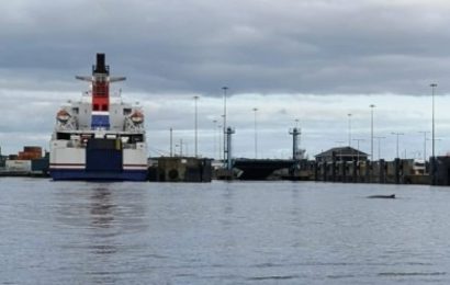 Whale Spotted in Liffey Found Dead Near Dublin Port Whale Spotted in Liffey Found Dead Near Dublin Port