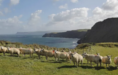 MPs Told Farmers In The North Left In ‘No Man’s Land’ Due To NI Protocol