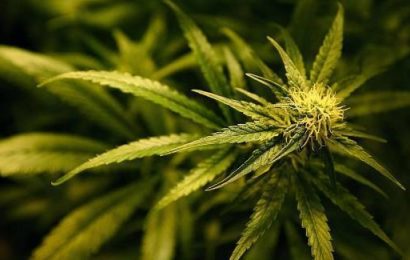 Northern Gang Responsible for Massive Marijuana Ring