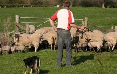 1 in 10 Irish Have Never Visited a Farm