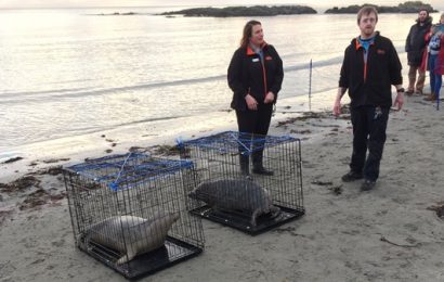 Seal Pups Released into the Wild in County Down