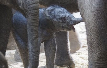 Over One Million People Visited Dublin Zoo in 2018