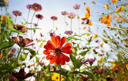 Over 500 Plant Species Have Vanished in Last 250 Years