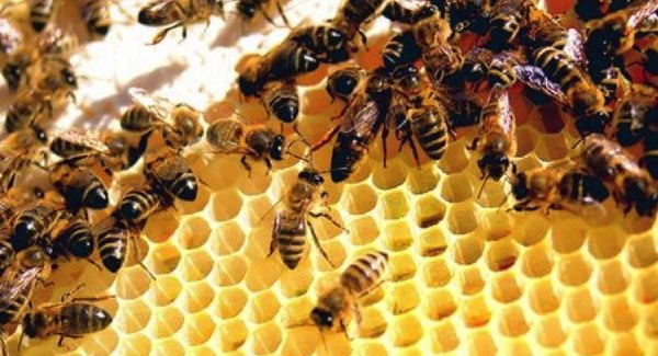 Number of Honey Bee Colonies Fell by 12% in Ireland Last Winter