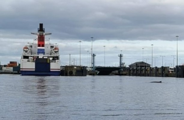 Whale Spotted in Liffey Found Dead Near Dublin Port