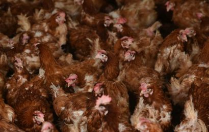 Mass Cull Of 100,000 Birds To Begin In The North After Avian Flu Outbreak