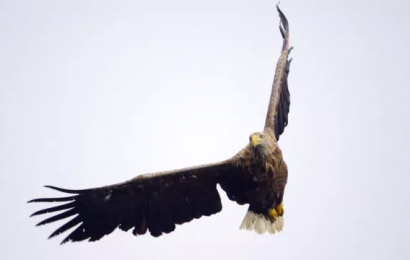 Bird Flu Identified In Rare White-Tailed Eagle In Kerry