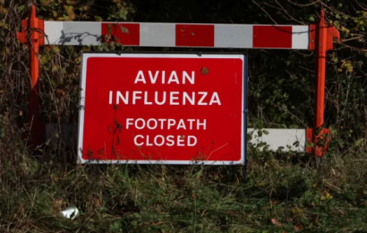 ‘Largest Ever’ Avian Flu Outbreak Reported In The North