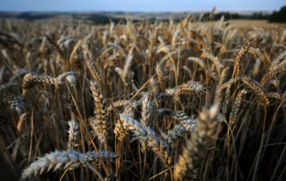 Farmers In Ireland Urged To Grow More Crops Amid Concern Over Grain Imports